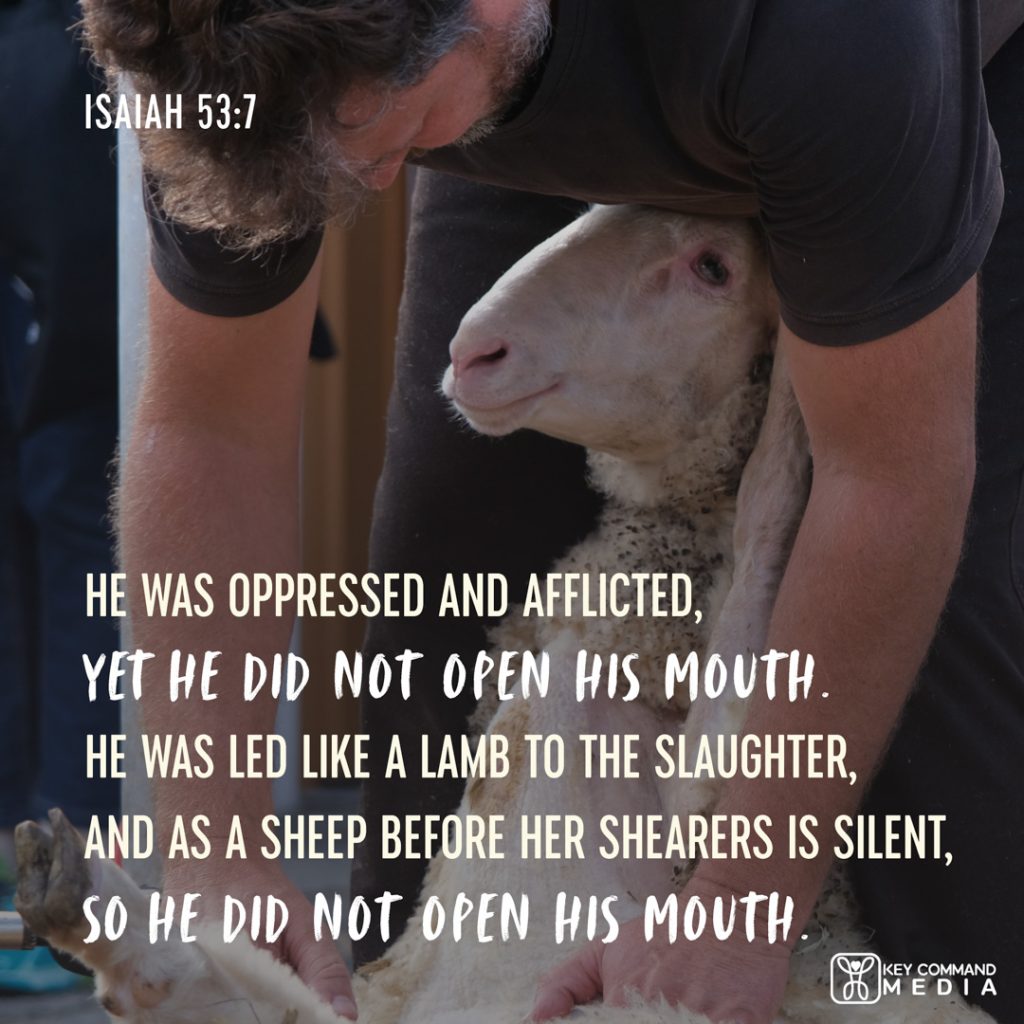A man shearing a lamb with Isaiah 53:7 text, "He was oppressed and afflicted, yet he did not open his mouth. He was led like a lamb to the slaughter as a sheep before her shearers is silent so he did not open his mouth."