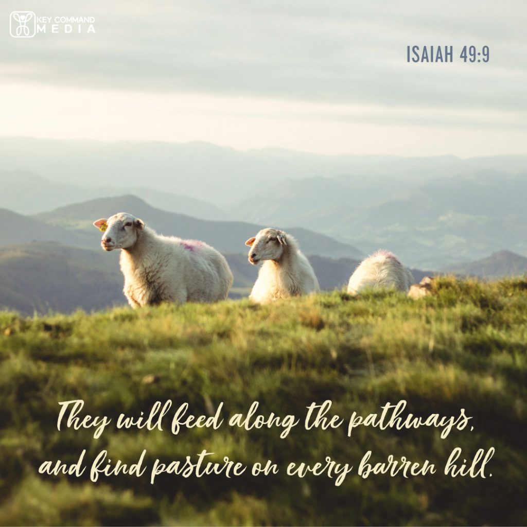 A flock of sheep are climbing the hillside with Isaiah 49:9, "They will feed along the pathways, and find pasture on every barren hill."