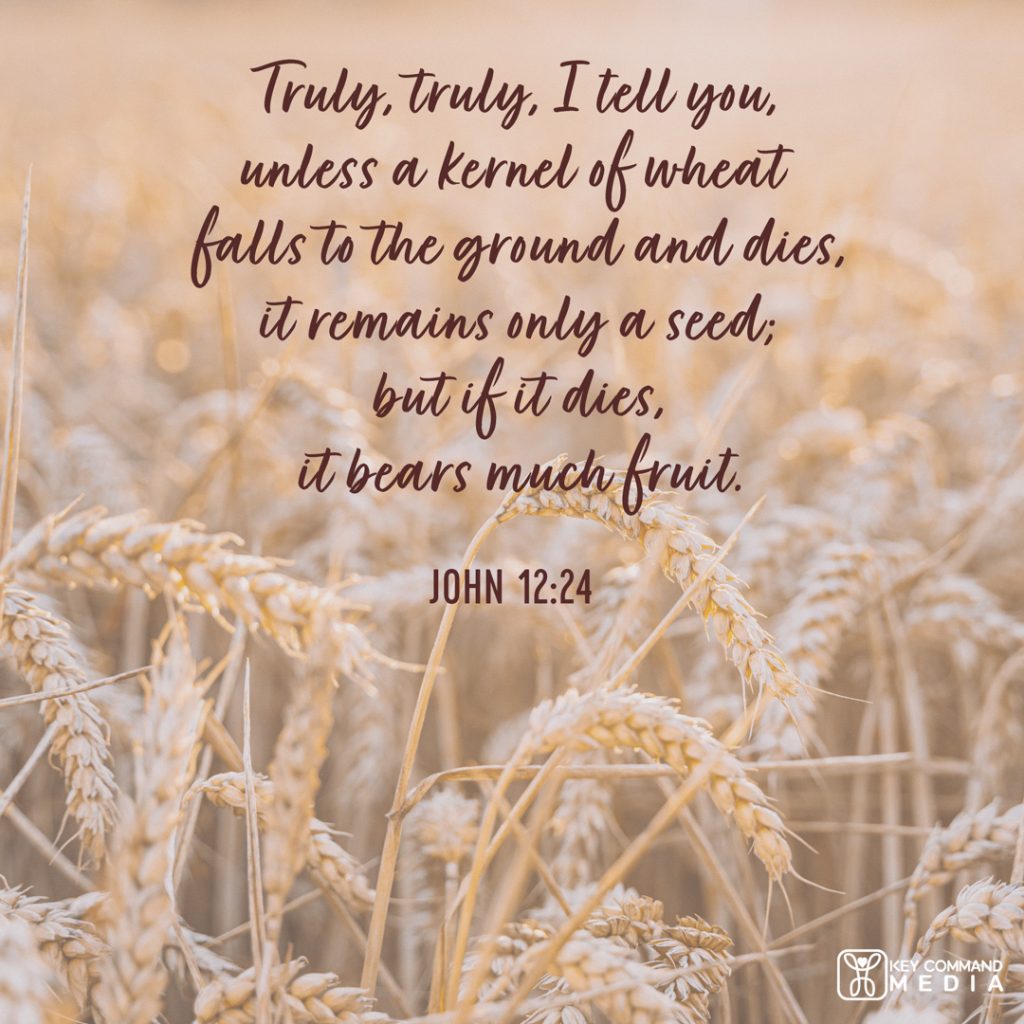 A wheat field is ready for harvest with John 12:24, "Truly, truly, I tell you, unless a kernel of wheat falls to the ground and dies, it remains a seed; but if it dies, it bears much fruit."