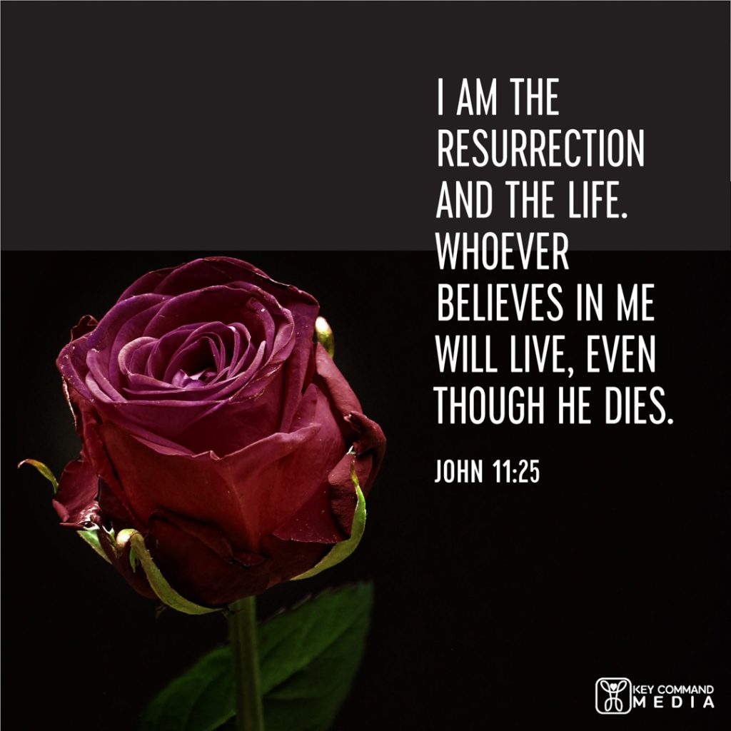 A closeup of a rose against a black background with John 11:25, "I am the Resurrection and the Life. Whoever believes in Me will live, even though he dies."
