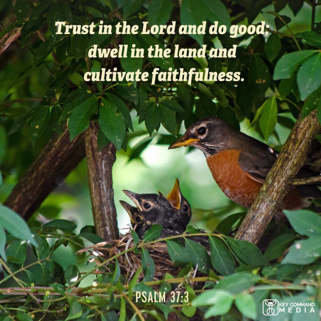 A mother robin looks over her baby robins in a nest in a tree with Psalm 37:3, "Trust in the Lord and do good; dwell in the land and cultivate faithfulness."